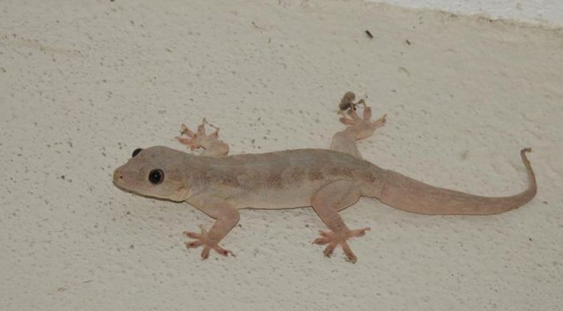 Cara Alami Megusir Cicak dari dalam Rumah